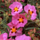 Rock roses are drought tolerant and require little maintenance. They produce masses of flowers in mid-summer. They're perfect if you are in USDA growing zones 9 or 10.