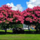 A row of crepe myrtle trees in full springtime bloom on the campus of the University of Louisiana, pruned to allow an open area beneath them.