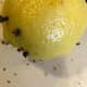The acidic nature of the lemons and oranges is a beautiful counter to the sweetness of the cider and brown sugar and the rich pungency of the spices.