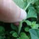 2. Follow the stem down until you are 2-3 leaf sets from the base
