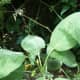 harvesting-and-storing-fresh-culinary-herbs