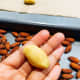 Once in place, roll into an oval shape, making sure that no part of the almond is exposed. 