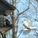 Downy Woodpecker and Tufted Titmouse