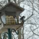 Finch and Hairy Woodpecker