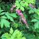 A cultivated form of bleeding heart that began blooming in spring 