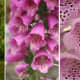 The common foxglove is one of the most beautiful flowers in the world but you must take care when handling it, as all parts of it can cause allergic reactions. The berries are particularly poisonous.