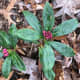 This is the daphne odora plant. The bark, flowers, fruits, roots, stem, seeds, and leaves are all poisonous on daphne shrubs. The white or red fruits are particularly attractive to young children.