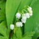 All parts of a lily of the valley plant are toxic, especially the flowers and the fruits.