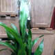 Aspidistra, Cast Iron