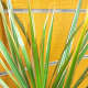 Dracena Marginata
