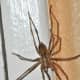 Don't let their size intimidate you. Giant house spiders are very beneficial.