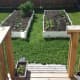 My raised garden beds.