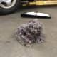 Mouse nest that was pulled out of an HVAC fan motor inside the dash, the smell was wonderful (NOT)!