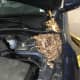Mouse nest under the hood