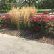 growing-and-caring-for-knock-out-roses
