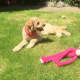 Florrie with her favorite pink toy.