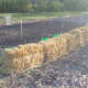 starting-a-straw-bale-garden