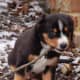 what-to-get-for-a-new-puppy-the-big-list-of-must-have-supplies-for-a-puppy