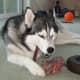 Siberian Husky Shania working on her bully stick in peace.