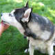 Reward-based dog discipline results in a dog licking your hand rather than running away from it.