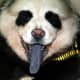 This panda dog has a black tongue.