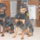 Petra and Kaiser, two young Rottweilers, at 15 months old