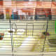 This is another solid-bottomed wire cage.
