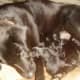 My dog with her newborn puppies