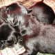 Two of my dog's newborn puppies