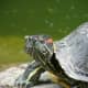 Red eared sliders closely resemble painted turtles.