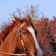 Horse Used by permission. All photos in this section courtesy of: Tammy Mallett: Photography by Tammy: www.picsbytammy.com 