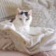 Ethel bundled up in her favorite blanket, older cats sleep considerably more hours than normal