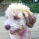 living-with-a-lagotto-romagnolo