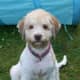 living-with-a-lagotto-romagnolo