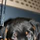 Rottweiler puppy in a crate.