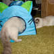 The cats playing with each other, with one cat on each side of the tent wall