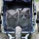 Bennie and Nevin in the cat stroller