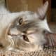 Bennie relaxing