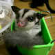 Your sugar glider will love playing and hiding in small containers and boxes