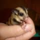 Sugar gliders love to be close to their owners