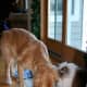 The ragdoll is a great cat around dogs.