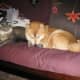 The Shiba Inu is one of the dog breeds that does not bark much.
