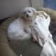 Maltese dogs are so small they can share any space with a cat.