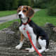 Beagles are cute whey they become adults.