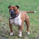 The Olde English Bulldogge