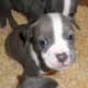 American Staffordshire Terriers aka pit bull
puppies