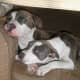 Roxie and Stunna, American Staffordshire Terriers aka pit bull dogs (blue-
nose)