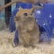 Gerbils are sociable rodents and urinate less than other small pets!