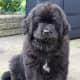 A Newfie at 8 weeks.