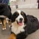 A Bernese calmly waits her turn.